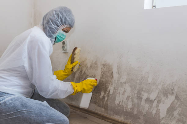 Best Local Mold Removal Service  in Fayette, MO