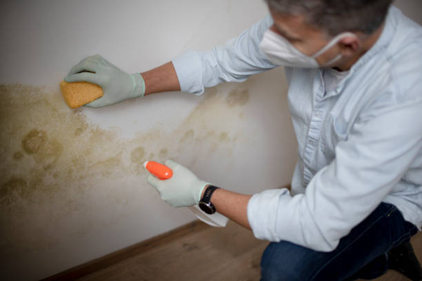 Best Certified Mold Removal  in Fayette, MO