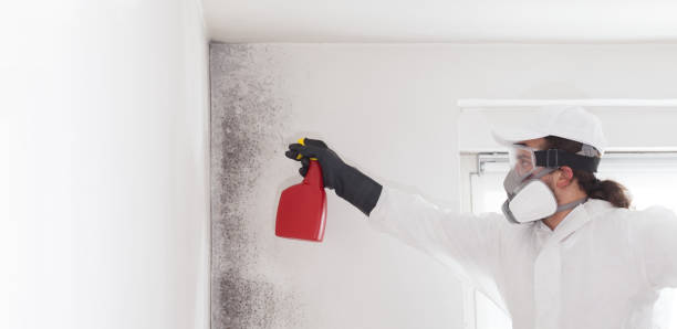 Best Same-Day Mold Removal  in Fayette, MO