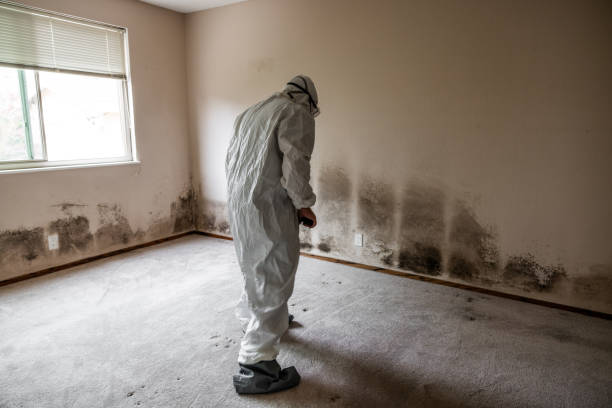 Best Mold Damage Repair  in Fayette, MO