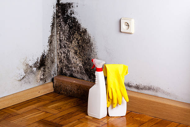 Best Best Mold Removal Companies  in Fayette, MO