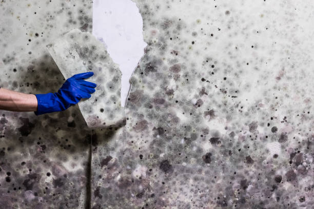 Attic Mold Removal in Fayette, MO