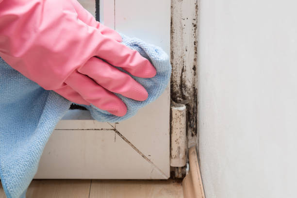 Best Toxic Mold Removal  in Fayette, MO