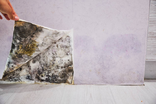 Best Mold Cleaning Services  in Fayette, MO